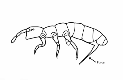 Isotomidae. Disegno di Barbara Valle