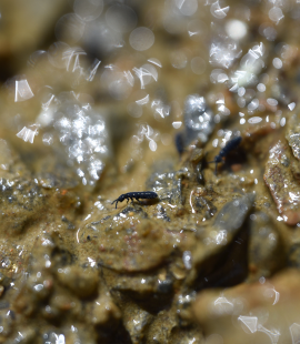 Vertagopus glacialis on Forni glacier, European Alps, Italy