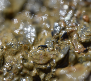 Vertagopus glacialis on Forni glacier, European Alps, Italy
