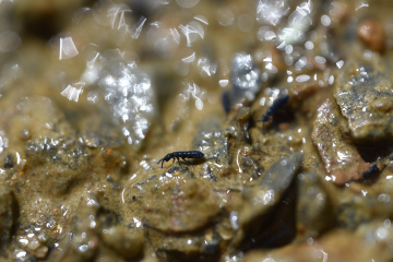 Vertagopus glacialis on Forni glacier, European Alps, Italy